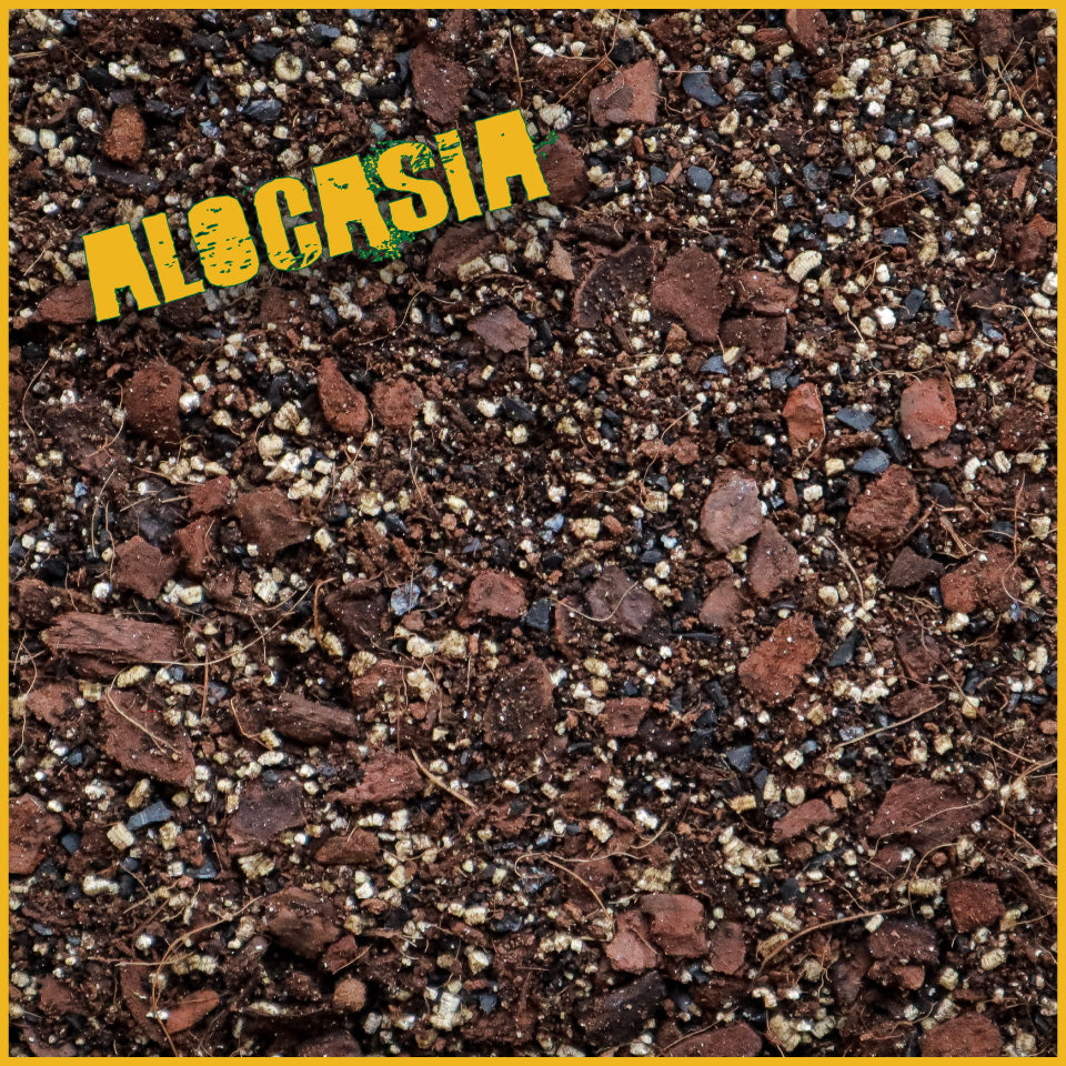 Alocasia Mix