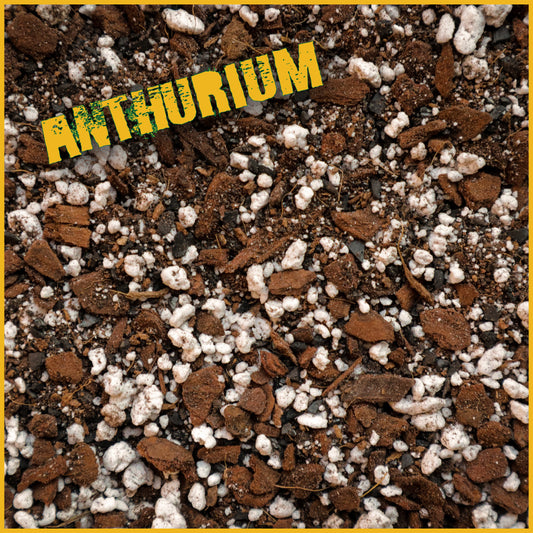 Anthurium Mix