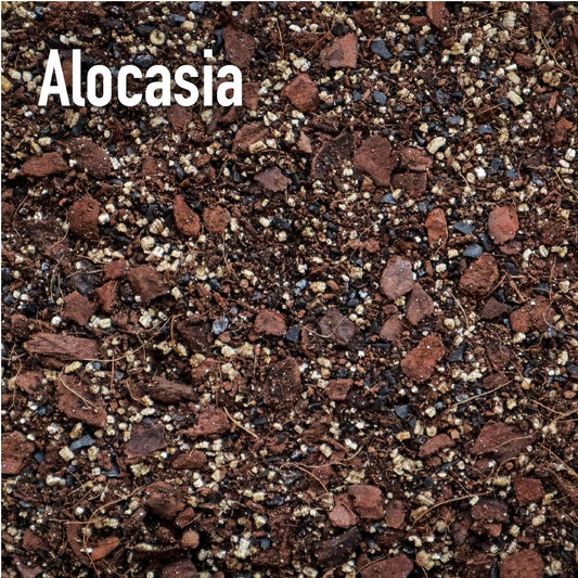 Alocasia Mix