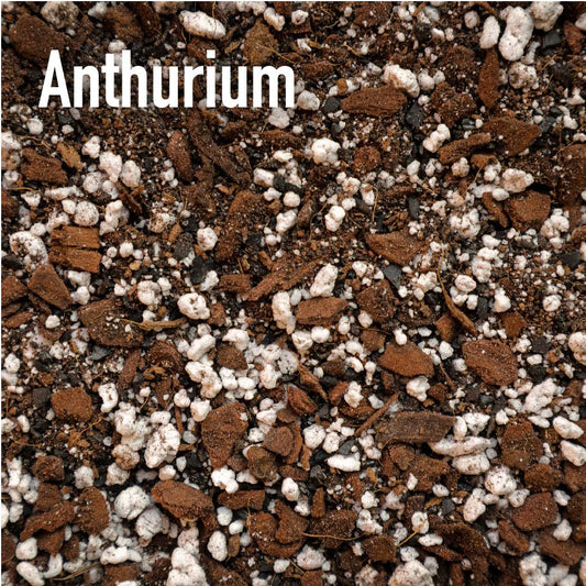 Anthurium Mix