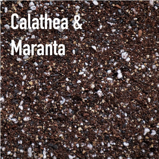 Calathea & Maranta Mix