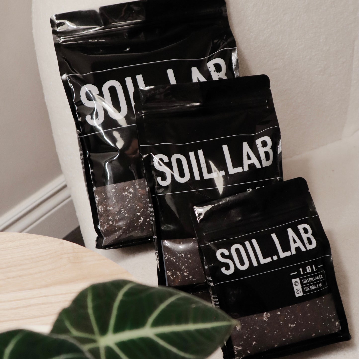 Alocasia Mix
